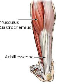 Wadenmuskulatur und Achillessehne